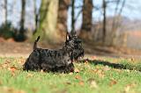 SCOTTISH TERRIER 024